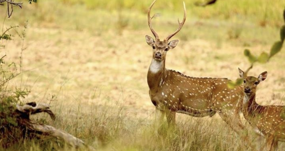 Photo of Wilpattu National Park 1/3 by 